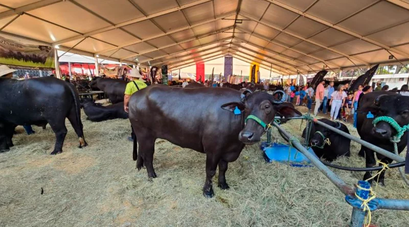 feria nacional, venezuela, caracas, ovina, bufalina, caprina