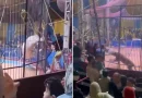 tigre, arranca, mordisco, brazo, asistente, Egipto, entrenador de circo, espectáculo,