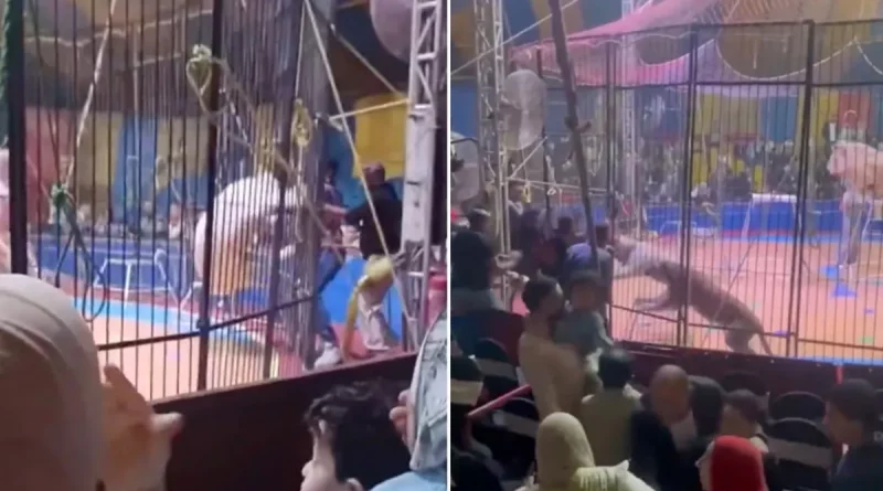 tigre, arranca, mordisco, brazo, asistente, Egipto, entrenador de circo, espectáculo,