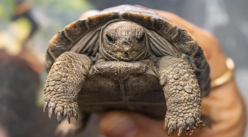tortuga, isla Galápagos, Santa Cruz, especie, nacen, convierte en madre, primera vez, a sus 100 años, Estados Unidos, EE.UU., Zoológico de Filadelfia,