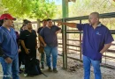 nicaragua, una, métodos, sujeción animal