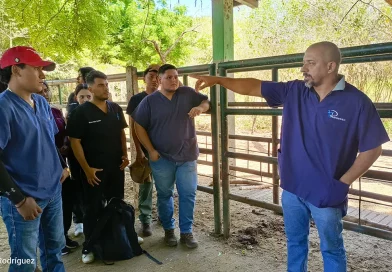 nicaragua, una, métodos, sujeción animal
