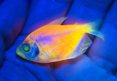 Brasil, peces, modificación genética, mafia, tráfico, riesgo a la biodiversidad,
