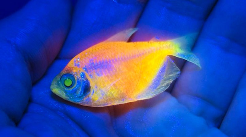 Brasil, peces, modificación genética, mafia, tráfico, riesgo a la biodiversidad,