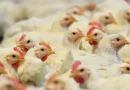 gripe aviar, Brasil, confirma, primer caso, alta patogenicidad, granja comercial,