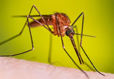 disminución, minsa, dengue, malaria, nicaragüa, salud, minsa,