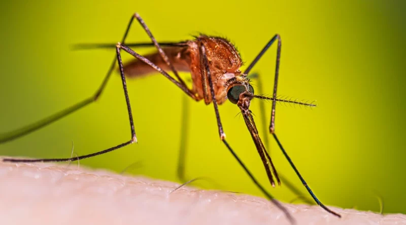 disminución, minsa, dengue, malaria, nicaragüa, salud, minsa,