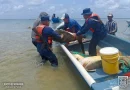 tortugas verde, liberación, ocupación, Ejército de Nicaragua, Caribe Sur,