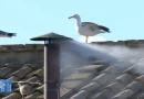 vaticano, cónclave, papa, eligen, fumata blanca, salida, iglesia católica, líder católico,