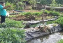 nicaragua, inpesca, acuicultura,