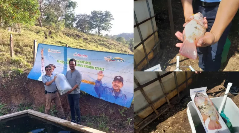 inpesca, tilapia, cultivo de tilapia, estanques artesanales, produccion acuicola, alevines, seguridad alimentaria, revolucion sandinista, nicaragua, acuaponia,
