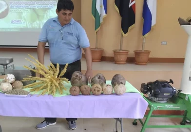 nicaragua, cultivo de coco, costa caribe sur,