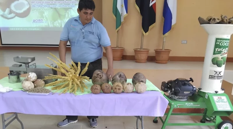 nicaragua, cultivo de coco, costa caribe sur,