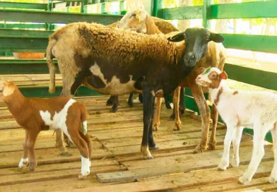 mejoramiento genetico, nicaraGUa, monta, producción, ovinos, bovinos,