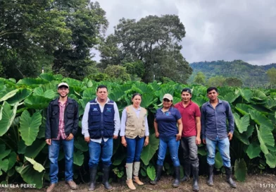 ipsa, sanidad vegetal, prevencion de plagas, nicaragua,