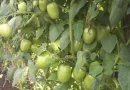 tomate, nicaragua, ministerio agropecuario, mayo, produccion, productores,