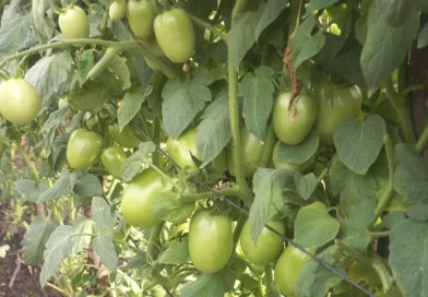 tomate, nicaragua, ministerio agropecuario, mayo, produccion, productores,