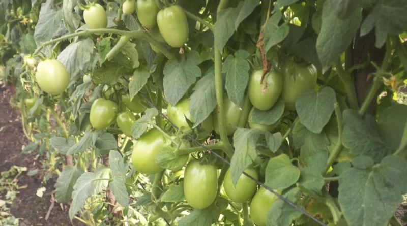 tomate, nicaragua, ministerio agropecuario, mayo, produccion, productores,