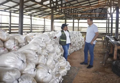 marena, resina de pino, costa caribe norte, nicaragua,
