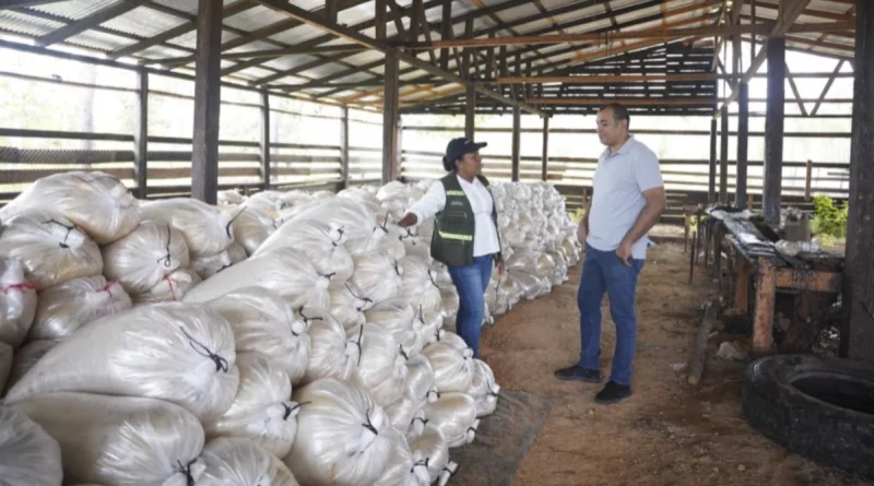 marena, resina de pino, costa caribe norte, nicaragua,