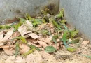 marena, nicaragua, permisos, fauna criada, cautiverio, nicaragua,