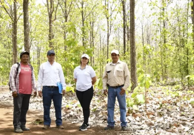 marena, nuteak, plantaciones, granada