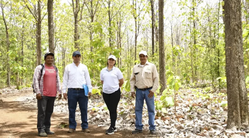 marena, nuteak, plantaciones, granada