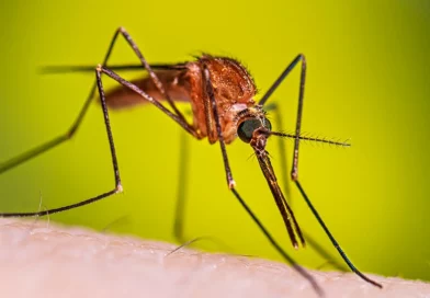 minsa, reporte, salud, minsa, malaria, neumonía, nicaragüa,
