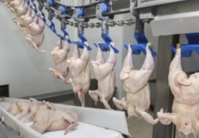 ministerio agropecuario, nicaragua, pollo