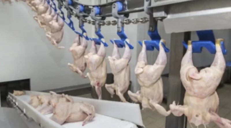 ministerio agropecuario, nicaragua, pollo