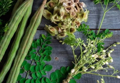 morronga, cultivo de moringa, nicaragüa,