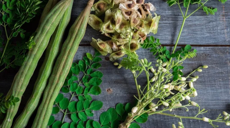 morronga, cultivo de moringa, nicaragüa,
