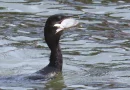 nicaragua, marena, aves migratorias, conmemoracion,