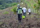 siembre, Nicaragua, frijol, frijol rojo, proyección, producción agrícola, MAG,