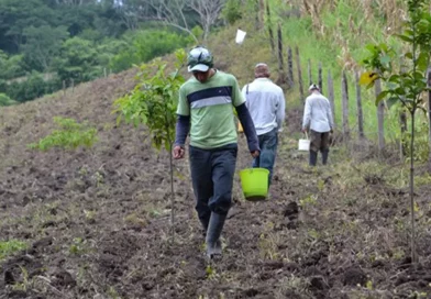 siembre, Nicaragua, frijol, frijol rojo, proyección, producción agrícola, MAG,