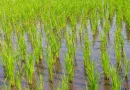 nicaragua, gobierno de Nicaragua, arroz de riego, Mag,
