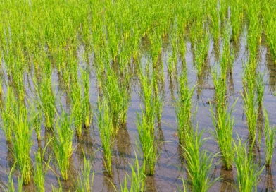 nicaragua, gobierno de Nicaragua, arroz de riego, Mag,