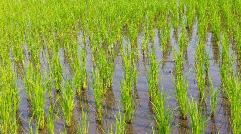 nicaragua, gobierno de Nicaragua, arroz de riego, Mag,