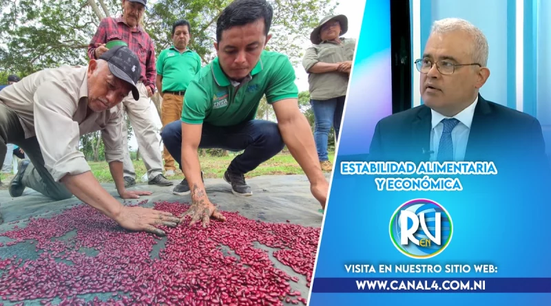 Nicaragua, producción, estabilidad, economica, seguridad alimentaria, estabilidad alimentaria, Plan de producción 2025-2026, Ovidio Reyes, presidente del BCN,