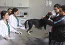 nicaragua, una, hospital veterinario gratuito,