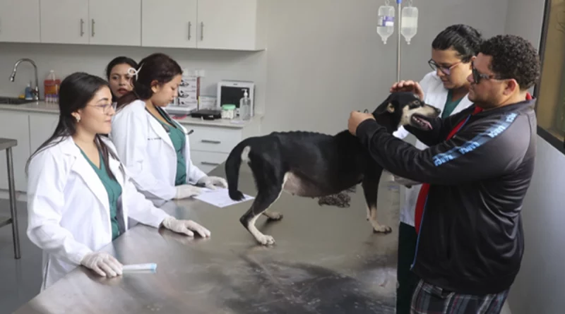 nicaragua, una, hospital veterinario gratuito,