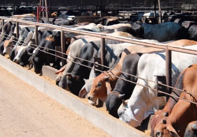 produccion, carne bovina, nicaragua, sistema de produccion, consumo y comercio