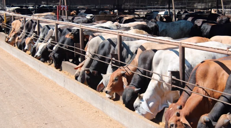 produccion, carne bovina, nicaragua, sistema de produccion, consumo y comercio