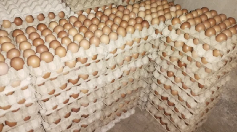 produccion de huevo, nicaragua, ministerio agropecuario, economia,