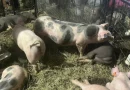 ministerio agropecuario, producción porcina, nicaragua, cerdo, seguridad alimentaria,