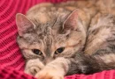 Rusia, Científicos, desarrollan, vacuna, alergia a los gatos, alergia de gatos, salud