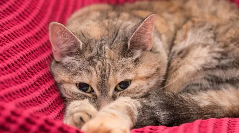Rusia, Científicos, desarrollan, vacuna, alergia a los gatos, alergia de gatos, salud