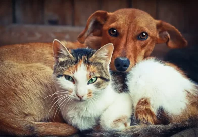 gatos , viven, mas, perros, mamíferos, especies, potencial, británica, universidad,