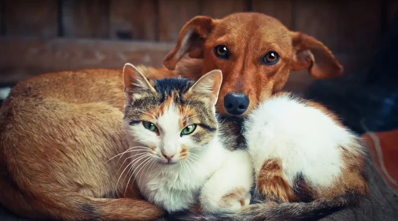 gatos , viven, mas, perros, mamíferos, especies, potencial, británica, universidad,
