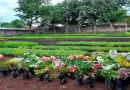 viveros de nicaragüa, producción replantas ornen tales, Nicaragua, gobierno de nicragau,